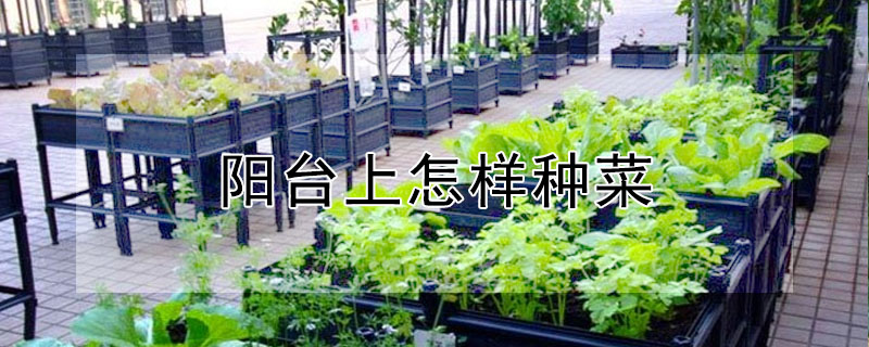 陽臺上怎樣種菜