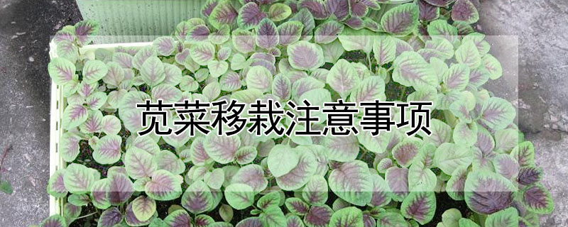 莧菜移栽注意事項