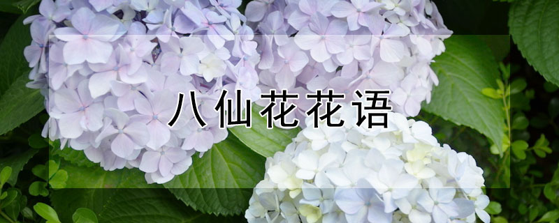 八仙花花語