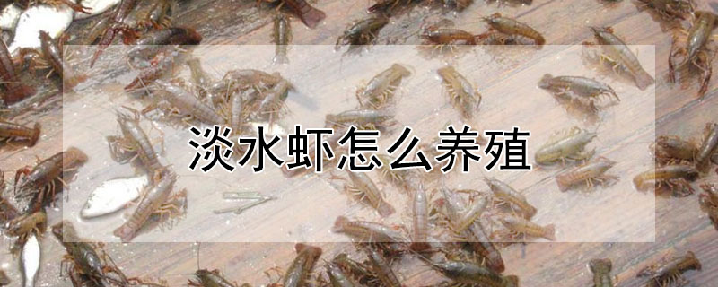 淡水蝦怎么養(yǎng)殖