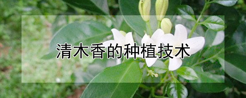 清木香的種植技術