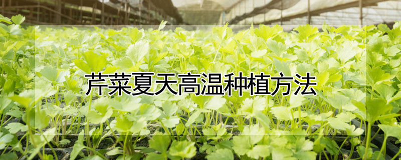 芹菜夏天高溫種植方法