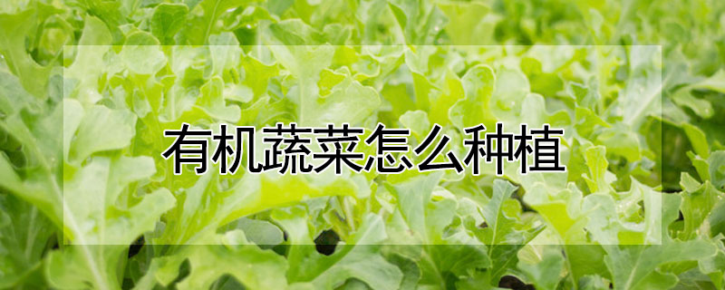 有機(jī)蔬菜怎么種植