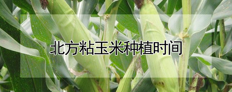 北方粘玉米種植時間