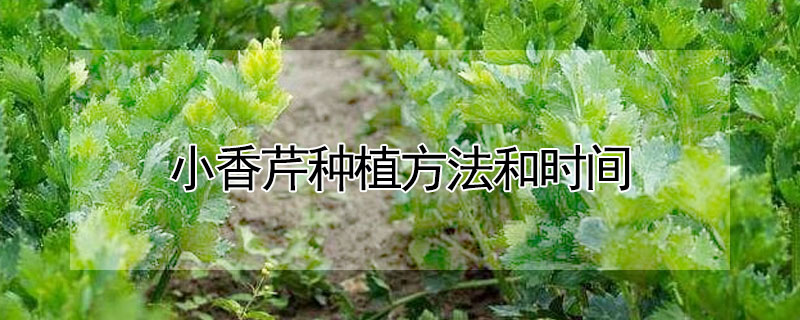 小香芹種植方法和時間