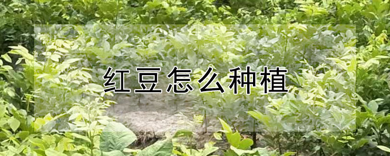 紅豆怎么種植