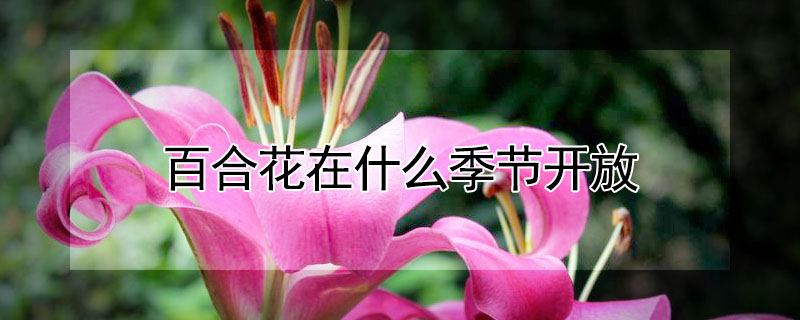 百合花在什么季節(jié)開放