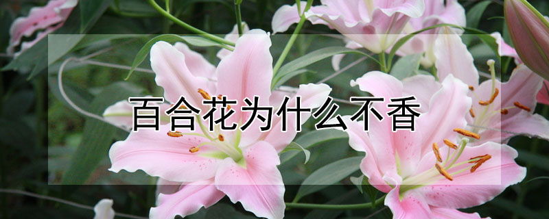 百合花為什么不香