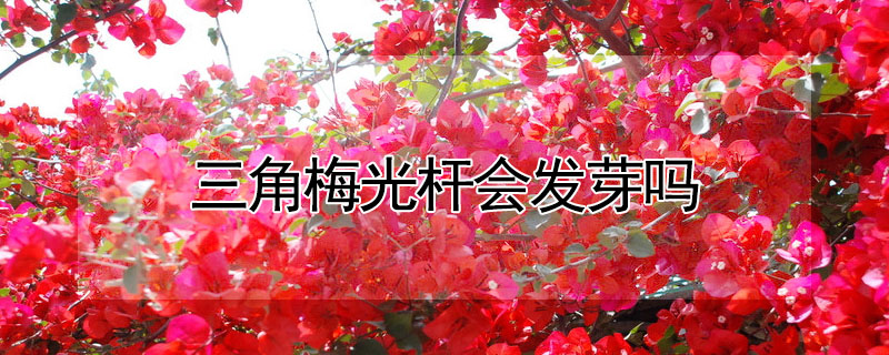 三角梅光桿會發芽嗎