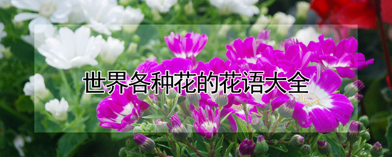 世界各種花的花語大全