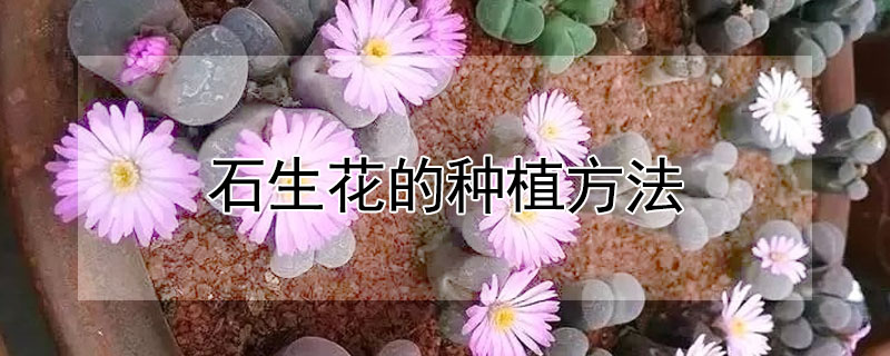 石生花的種植方法