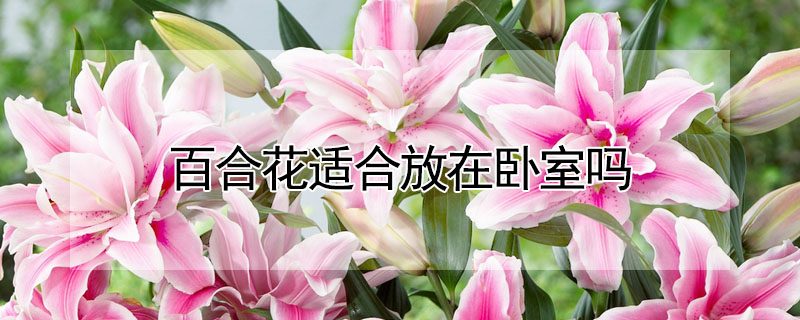 百合花適合放在臥室嗎