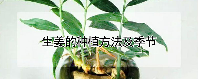 生姜的種植方法及季節(jié)