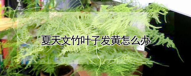 夏天文竹葉子發黃怎么辦