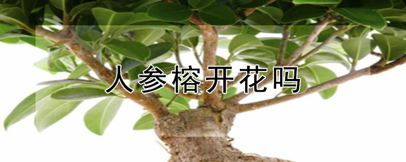 人參榕開花嗎