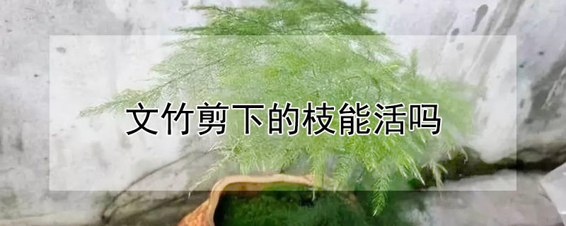 文竹剪下的枝能活嗎