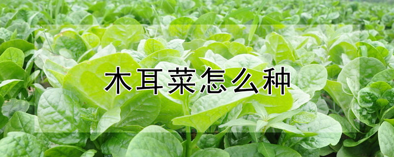 木耳菜怎么種