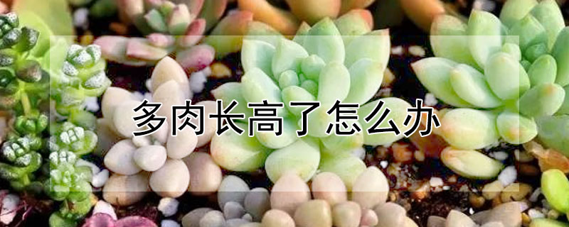 多肉長高了怎么辦