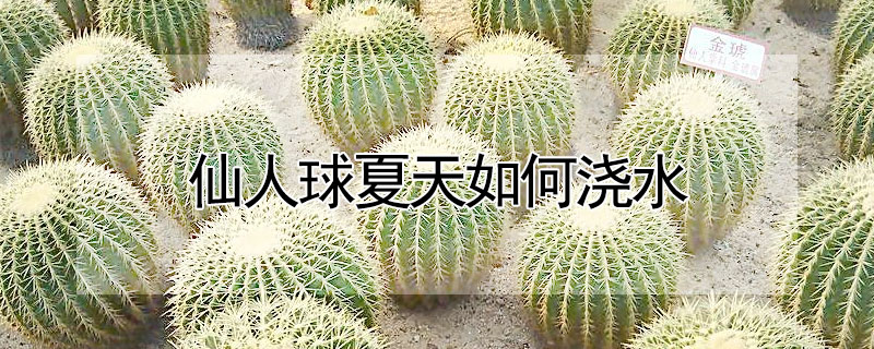 仙人球夏天如何澆水