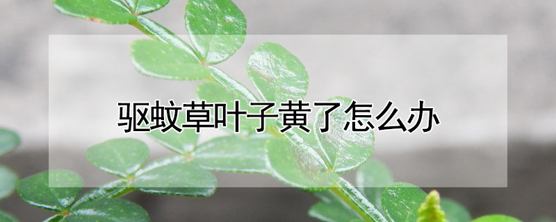 驅(qū)蚊草葉子黃了怎么辦