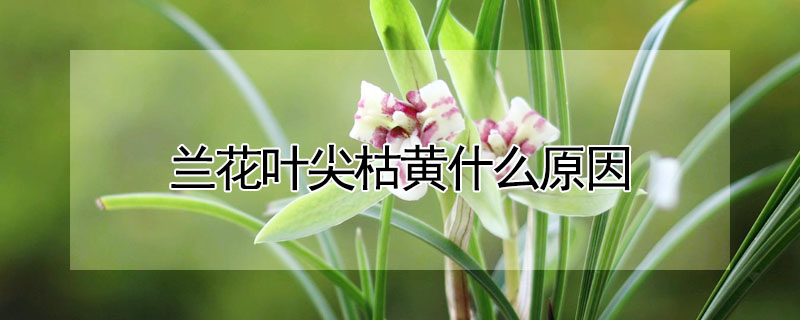 蘭花葉尖枯黃什么原因