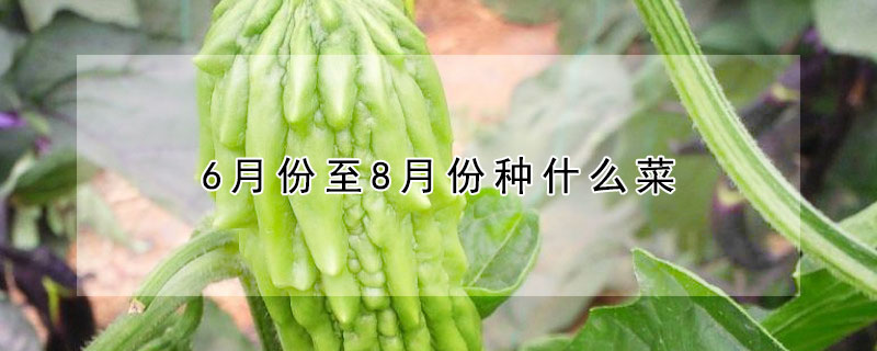 6月份至8月份種什么菜