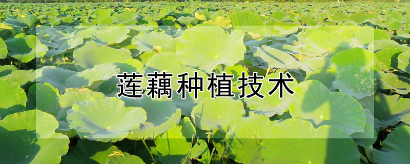 蓮藕種植技術(shù)