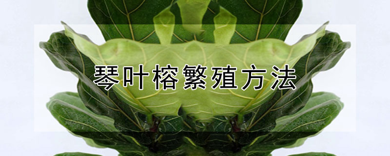 琴葉榕繁殖方法