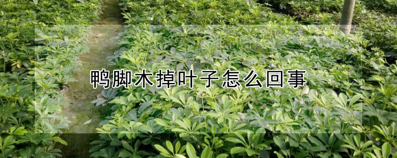 鴨腳木掉葉子怎么回事