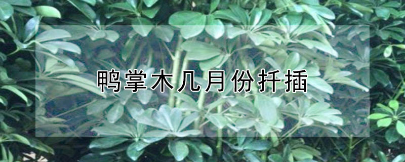 鴨掌木幾月份扦插