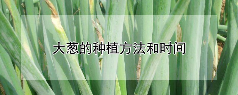 大蔥的種植方法和時間