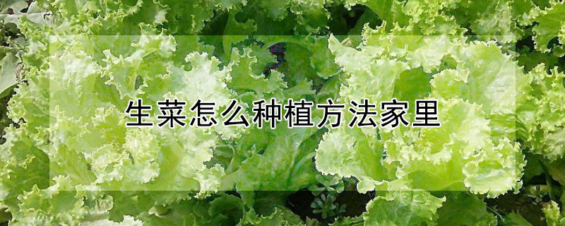 生菜怎么種植方法家里