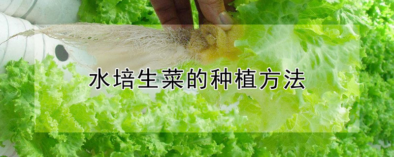 水培生菜的種植方法