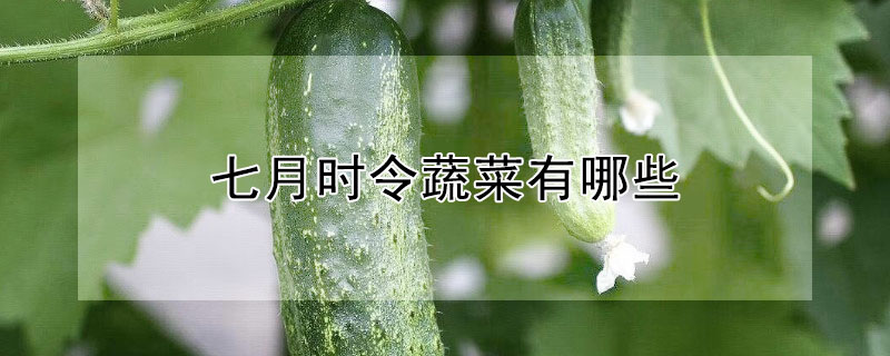 七月時令蔬菜有哪些