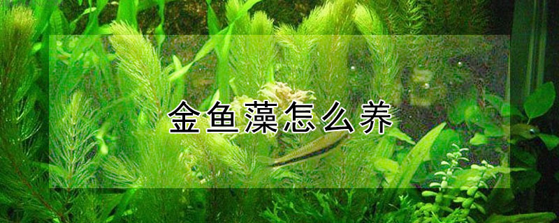 金魚藻怎么養