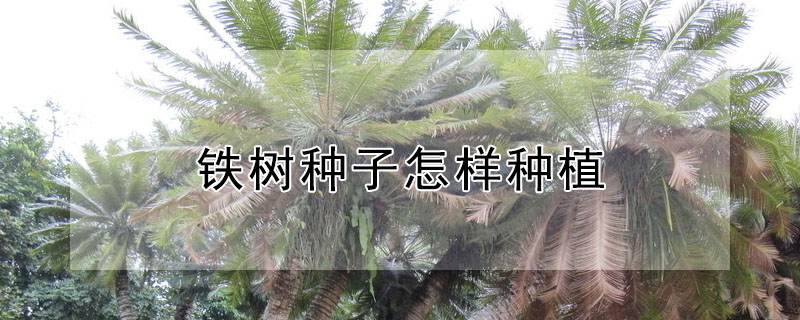 鐵樹種子怎樣種植