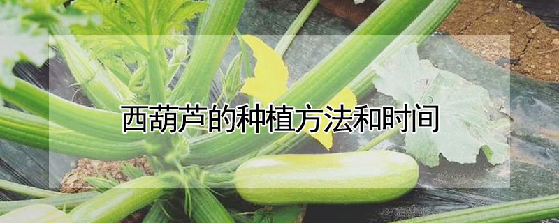 西葫蘆的種植方法和時(shí)間