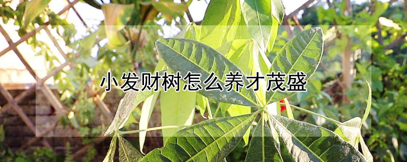 小發財樹怎么養才茂盛