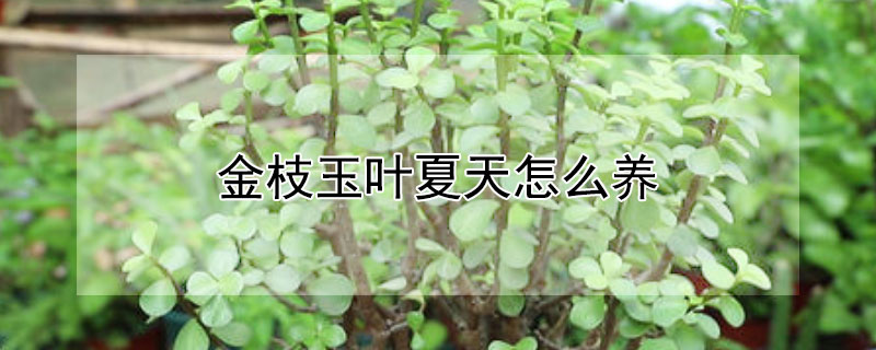 金枝玉葉夏天怎么養(yǎng)