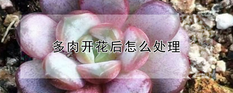 多肉開花后怎么處理