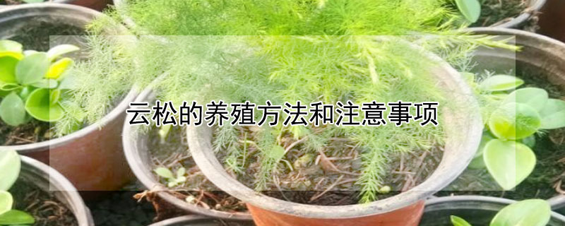 云松的養殖方法和注意事項