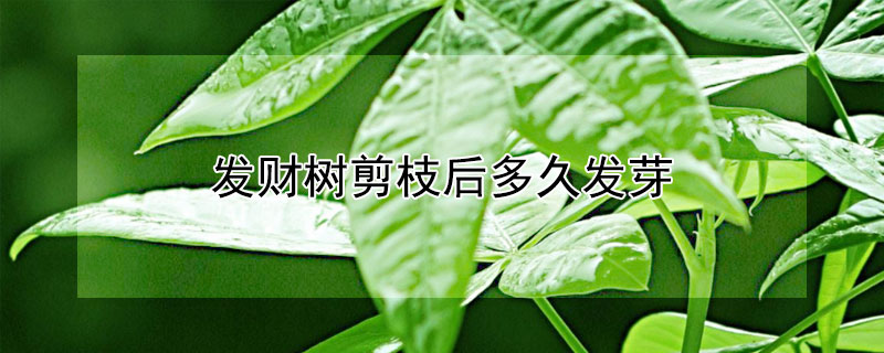 發財樹剪枝后多久發芽