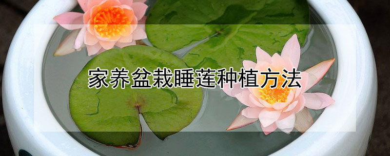 家養盆栽睡蓮種植方法