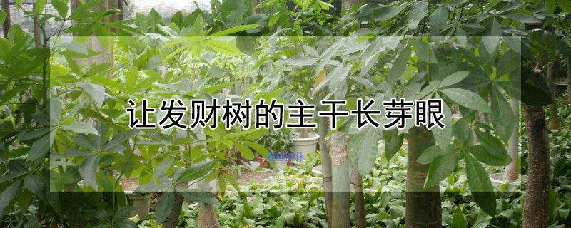 讓發(fā)財(cái)樹的主干長芽眼