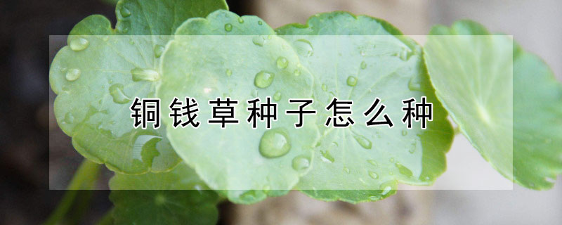 銅錢草種子怎么種