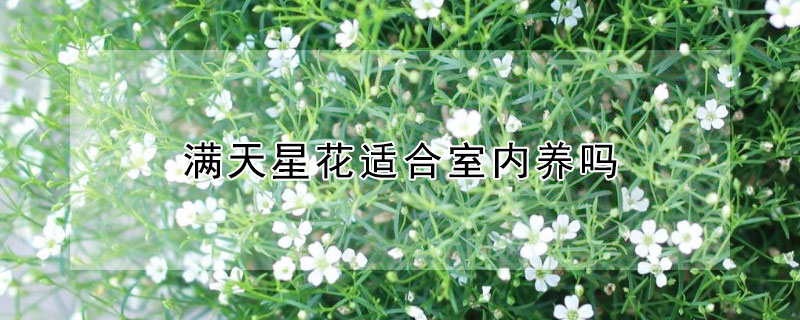 滿天星花適合室內(nèi)養(yǎng)嗎