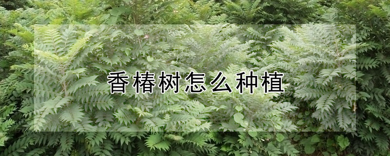 香椿樹怎么種植