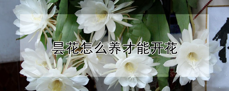 曇花怎么養才能開花