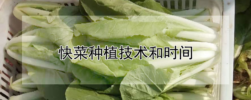 快菜種植技術(shù)和時(shí)間