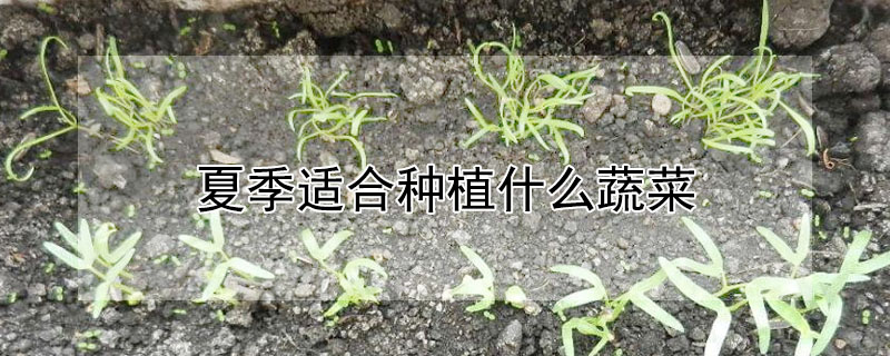 夏季適合種植什么蔬菜